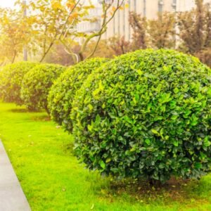 Rounded hedge shrub