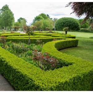 Boxwood / Duranta Hedge