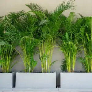 Areca Palm