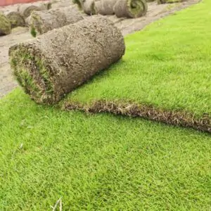 Mexican Grass