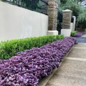 Alternanthera
