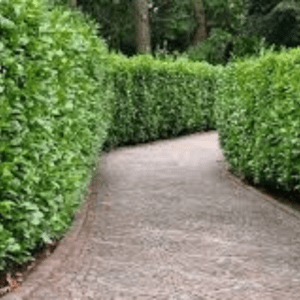 Ficus Hedge