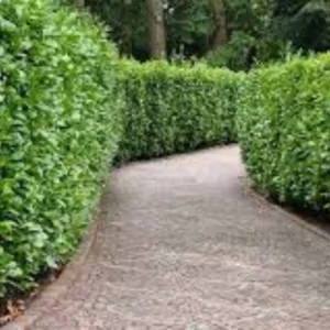Ficus Hedge