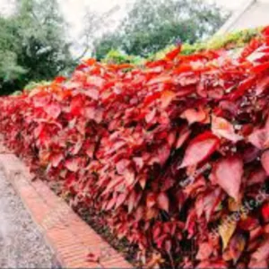 Acalypha
