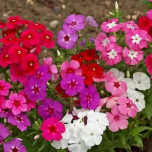 Petunia